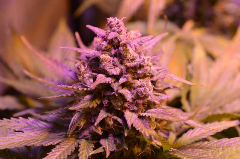 Cannabis et sexualité