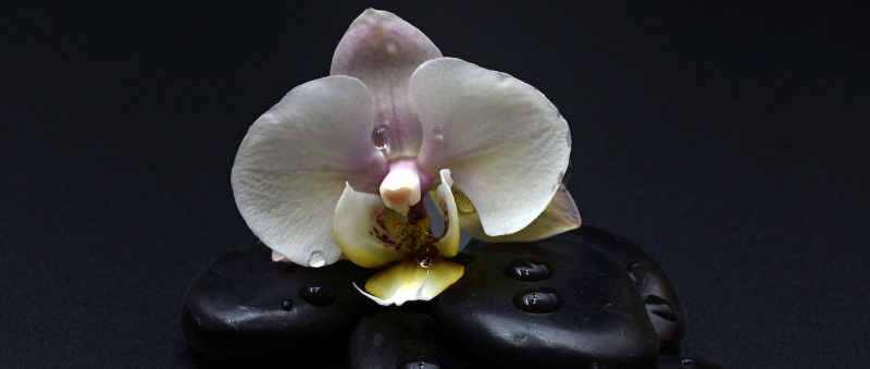 Spéculations non scientifiques autour du clitoris