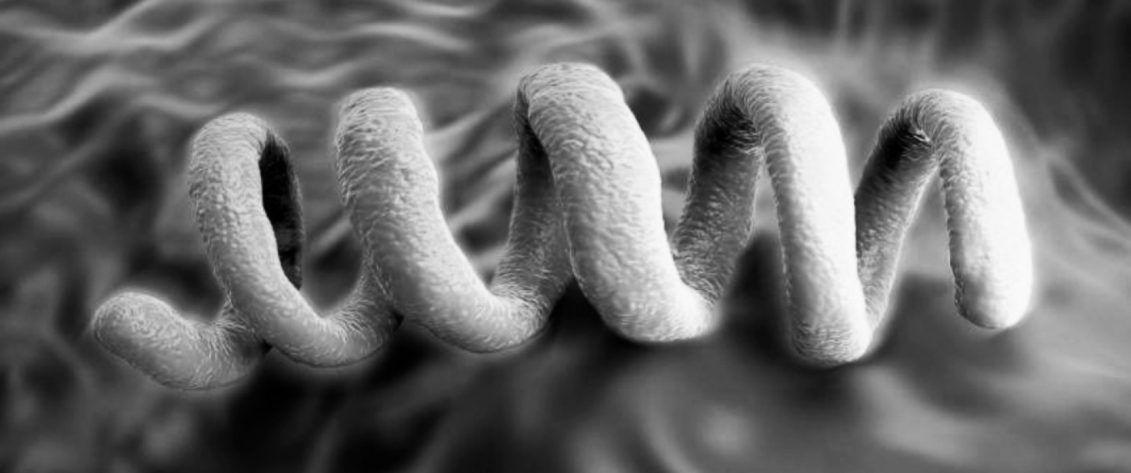 Syphilis, le grand retour